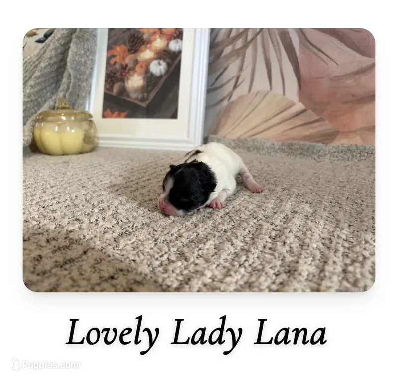 Lana  – Pomeranian puppy for sale in St. Louis, MO