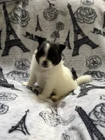Lana , a female Pomeranian for sale in St. Louis, MO – 7 of 10
