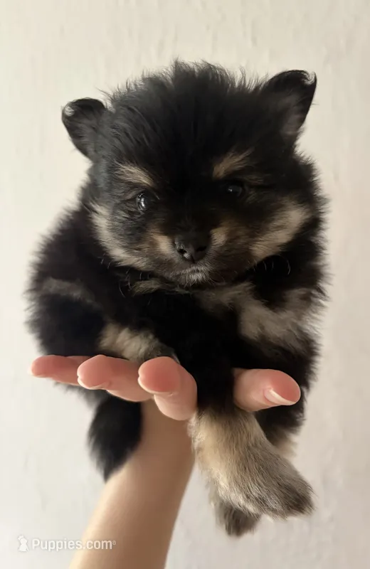 Lasting  – Pomeranian puppy for sale in St. Louis, MO