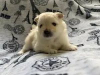 Lace, a female Pomeranian for sale in St. Louis, MO – 6 of 10
