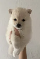 Lurex, a male Pomeranian for sale in St. Louis, MO – 2 of 10