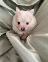 Saye , a male Pomeranian for sale in St. Louis, MO – Photo 3 of 5