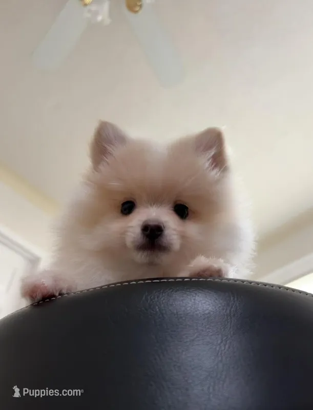 Saye  – Pomeranian puppy for sale in St. Louis, MO
