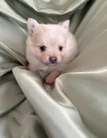 Saye , a male Pomeranian for sale in St. Louis, MO – Photo 2 of 5