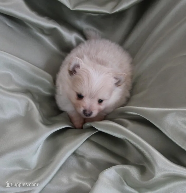 Saye , a male Pomeranian for sale in St. Louis, MO – Photo 1 of 5