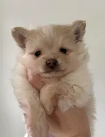 Saye , a male Pomeranian for sale in St. Louis, MO – Photo 4 of 5