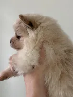 Saye , a male Pomeranian for sale in St. Louis, MO – Photo 5 of 5