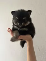 Lasting , a male Pomeranian for sale in St. Louis, MO – 3 of 10