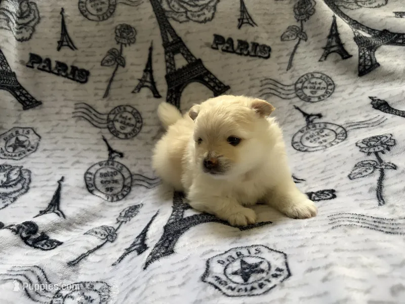 Lace – Pomeranian puppy for sale in St. Louis, MO