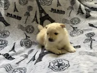 Lace, a female Pomeranian for sale in St. Louis, MO – 5 of 10