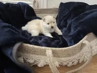 Lace, a female Pomeranian for sale in St. Louis, MO – 8 of 10
