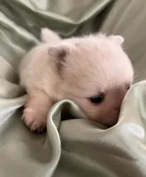 Suede, a male Pomeranian for sale in St. Louis, MO – Photo 4 of 10