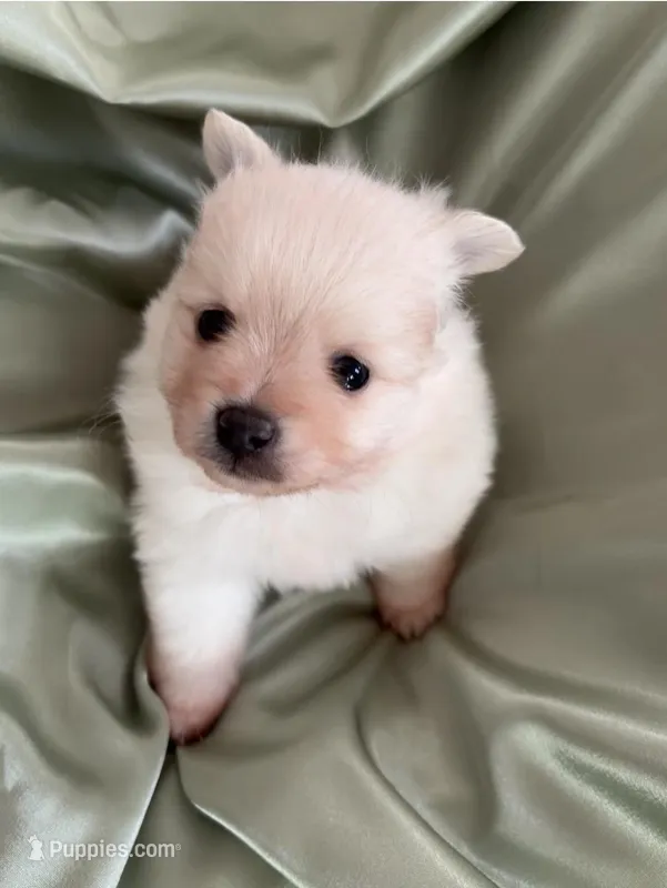 Suede, a male Pomeranian for sale in St. Louis, MO – Photo 1 of 10