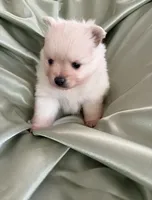 Suede, a male Pomeranian for sale in St. Louis, MO – Photo 10 of 10