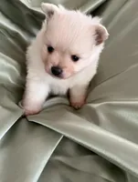 Suede, a male Pomeranian for sale in St. Louis, MO – Photo 9 of 10