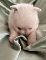 Suede, a male Pomeranian for sale in St. Louis, MO – Photo 3 of 10