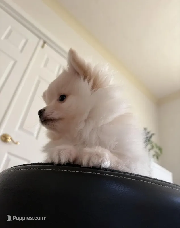 Suede – Pomeranian puppy for sale in St. Louis, MO