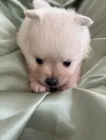 Suede, a male Pomeranian for sale in St. Louis, MO – Photo 2 of 10