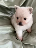 Suede, a male Pomeranian for sale in St. Louis, MO – Photo 8 of 10