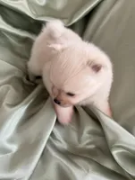 Suede, a male Pomeranian for sale in St. Louis, MO – Photo 6 of 10