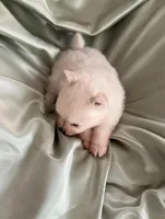 Suede, a male Pomeranian for sale in St. Louis, MO – Photo 5 of 10