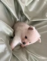 Suede, a male Pomeranian for sale in St. Louis, MO – Photo 7 of 10