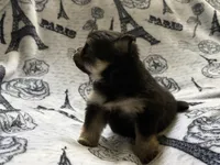 Lasting , a male Pomeranian for sale in St. Louis, MO – 6 of 10