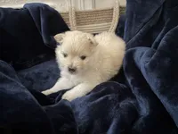 Lurex, a male Pomeranian for sale in St. Louis, MO – 8 of 10