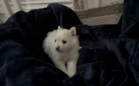 Linen , a female Pomeranian for sale in St. Louis, MO – 9 of 10