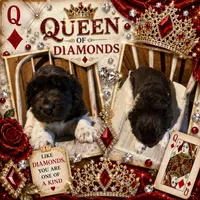Diamond , a female Newfoundland for sale in North Manchester, IN – 5 of 6
