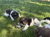Diamond , a female Newfoundland for sale in North Manchester, IN – 6 of 6