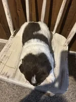 Jackpot, a male Newfoundland for sale in North Manchester, IN – 6 of 6
