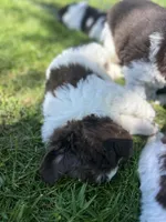 Jackpot, a male Newfoundland for sale in North Manchester, IN – 3 of 6