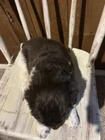Diamond , a female Newfoundland for sale in North Manchester, IN – 4 of 6
