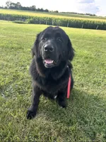 Samson , a male Newfoundland for sale in North Manchester, IN – 4 of 4