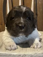 Joker, a male Newfoundland for sale in North Manchester, IN – 2 of 6