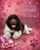 Diamond , a female Newfoundland for sale in North Manchester, IN – 1 of 9