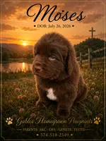 Moses, a male Newfoundland for sale in North Manchester, IN – 1 of 4