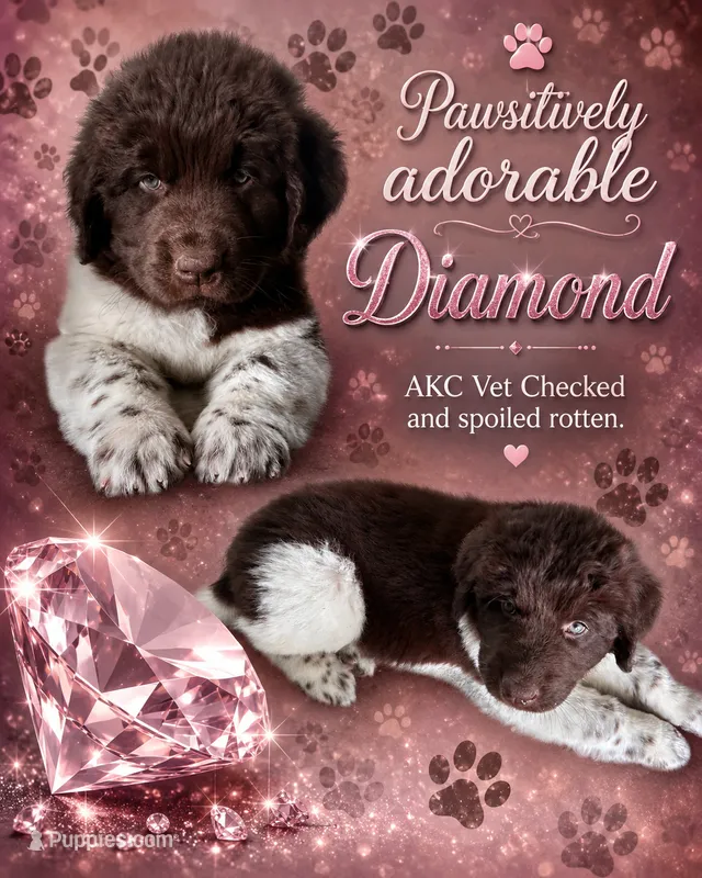 Diamond  – Newfoundland puppy for sale in North Manchester, IN