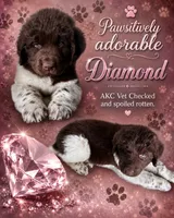 Diamond , a female Newfoundland for sale in North Manchester, IN – 2 of 9