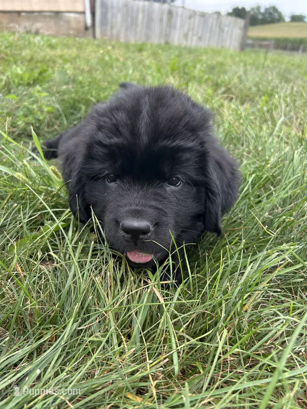Eve – Newfoundland puppy for sale in North Manchester, IN