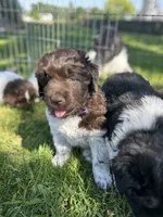 Diamond , a female Newfoundland for sale in North Manchester, IN – 2 of 6