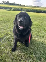 Olive x Biggie , a male Newfoundland for sale in North Manchester, IN – 3 of 4