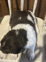 Joker, a male Newfoundland for sale in North Manchester, IN – 4 of 6