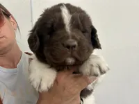 Jackpot, a male Newfoundland for sale in North Manchester, IN – 4 of 6