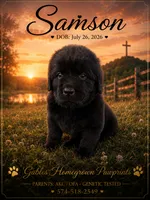Samson , a male Newfoundland for sale in North Manchester, IN – 1 of 4