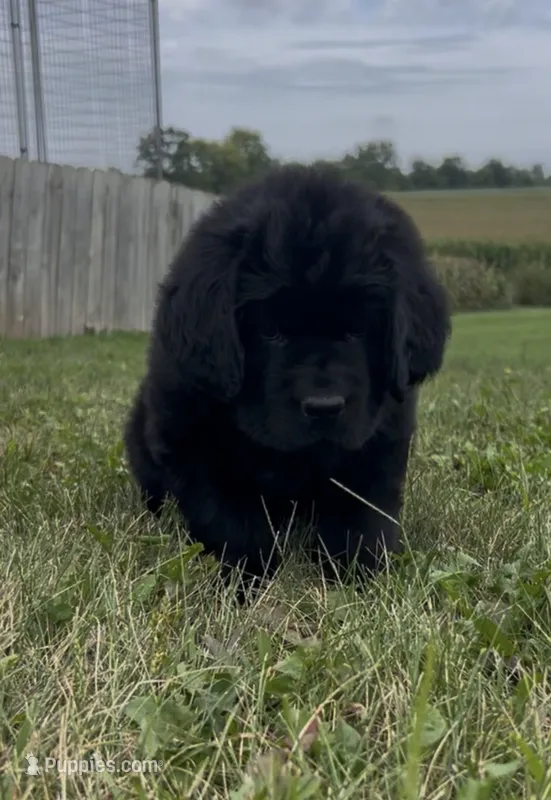 Abigail – Newfoundland puppy for sale in North Manchester, IN