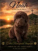 Noah, a male Newfoundland for sale in North Manchester, IN – 1 of 4