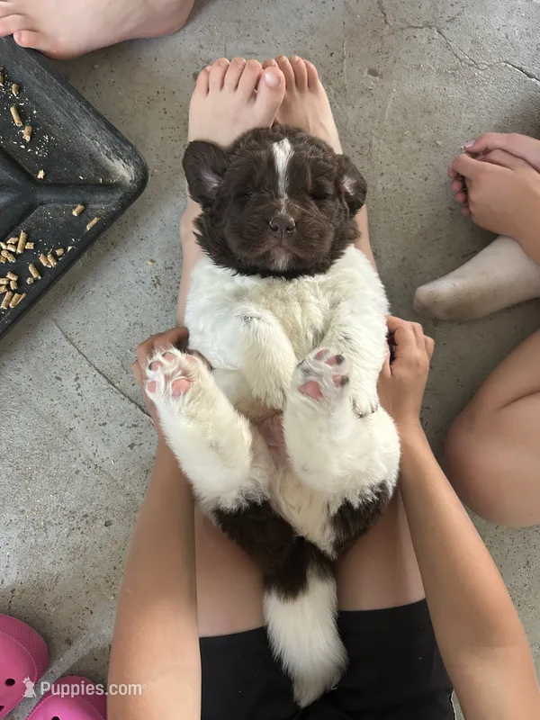Jackpot – Newfoundland puppy for sale in North Manchester, IN