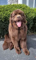 Olive x Biggie , a male Newfoundland for sale in North Manchester, IN – 2 of 4